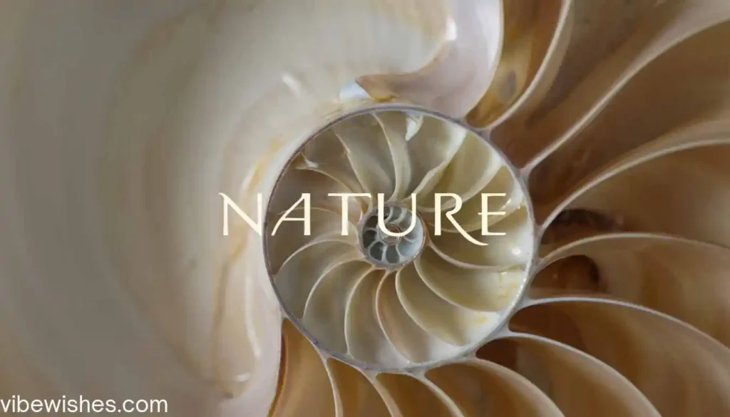 A cross-section of a nautilus shell with the word NATURE for an August 31st birthday.